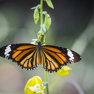 Santuario Mariposa Monarca (Experiencia Natural Guiada)