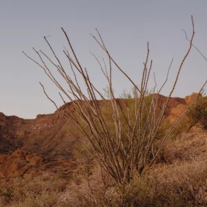 Reserva del Pinacate (Desierto Volcánico y Exploración)