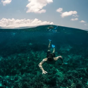Mar de Cortés (Snorkel + Fauna Marina)